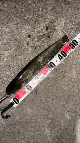 ナマズの釣果