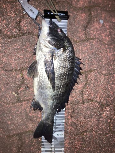 クロダイの釣果