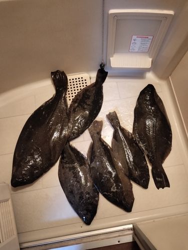 ヒラメの釣果