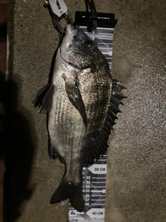 クロダイの釣果