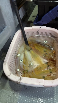 ケンサキイカの釣果
