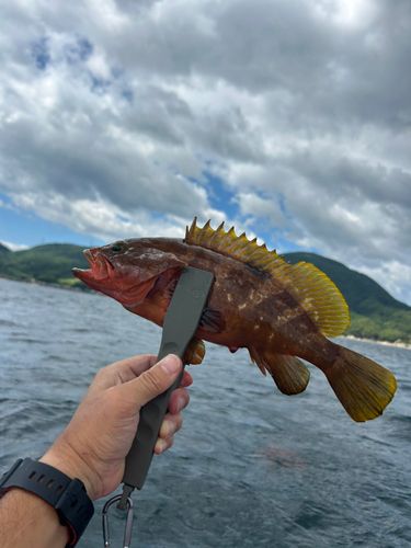 マサバの釣果
