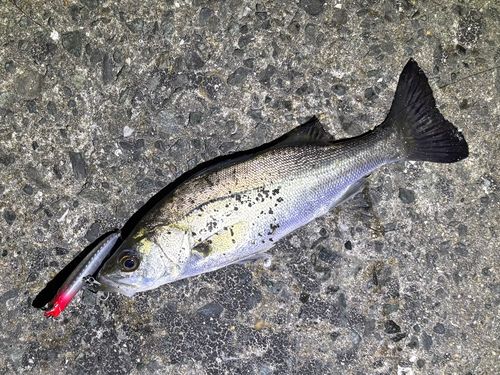 セイゴ（マルスズキ）の釣果