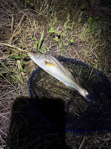 セイゴ（マルスズキ）の釣果