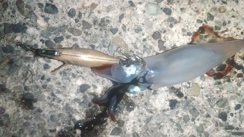 ケンサキイカの釣果