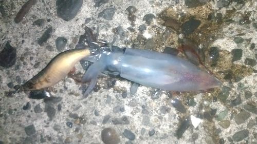 ケンサキイカの釣果