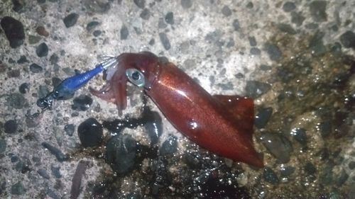 ケンサキイカの釣果