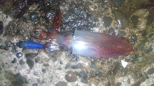 ケンサキイカの釣果