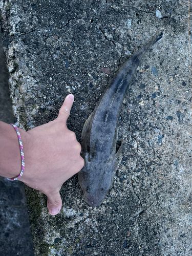 コチの釣果