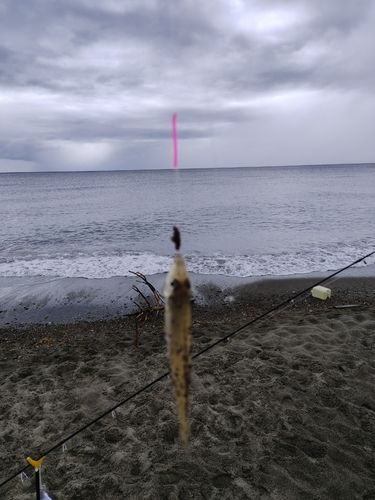 キスの釣果