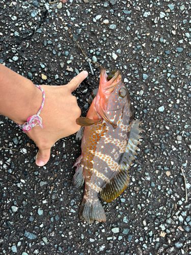 アコウの釣果