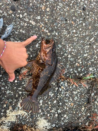 タケノコメバルの釣果