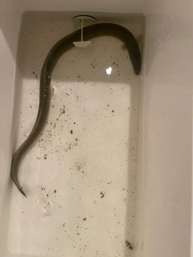 ウナギの釣果