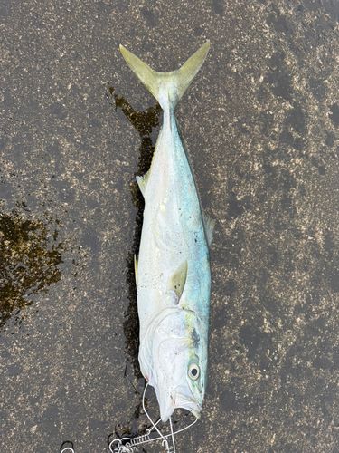 ワラサの釣果