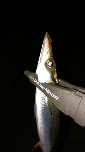 カマスの釣果