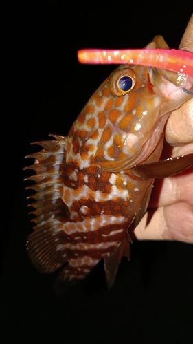 アコウの釣果