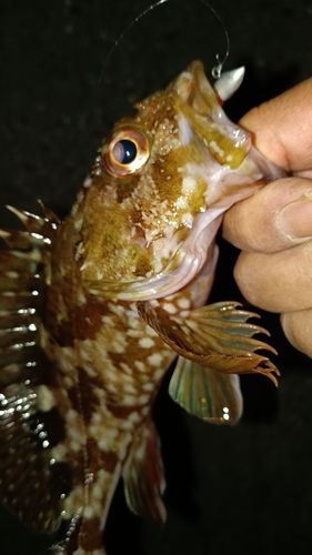 ガシラの釣果