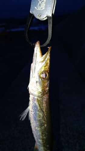 カマスの釣果