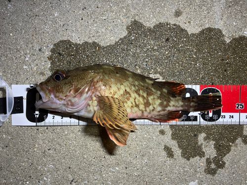 カサゴの釣果