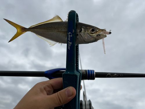 マアジの釣果