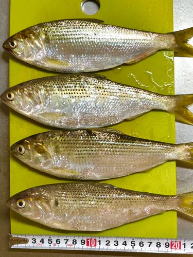 コノシロの釣果