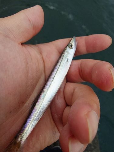 カマスの釣果