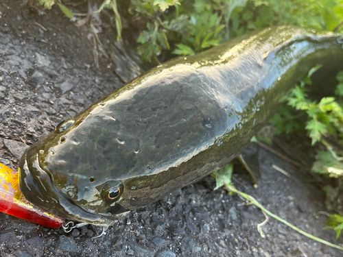 ライギョの釣果