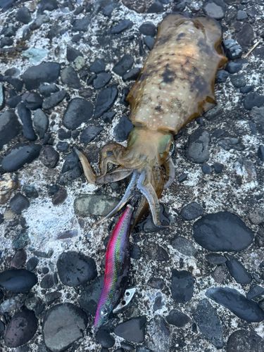 アオリイカの釣果