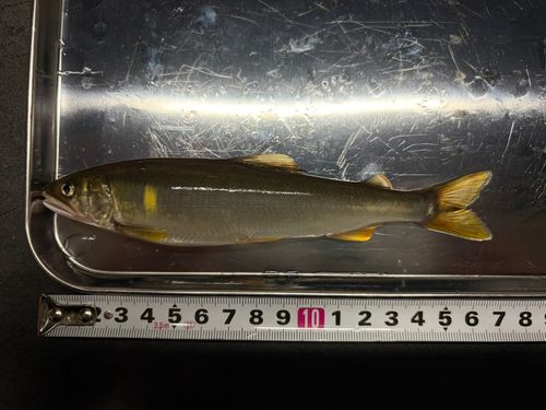 アユの釣果