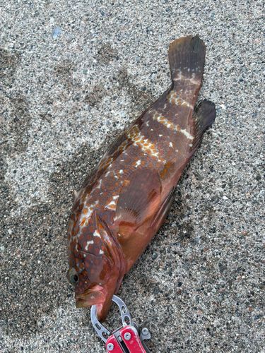 キジハタの釣果