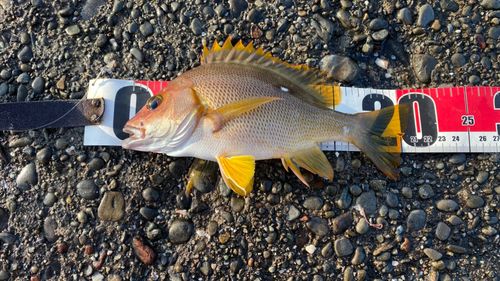シブダイの釣果