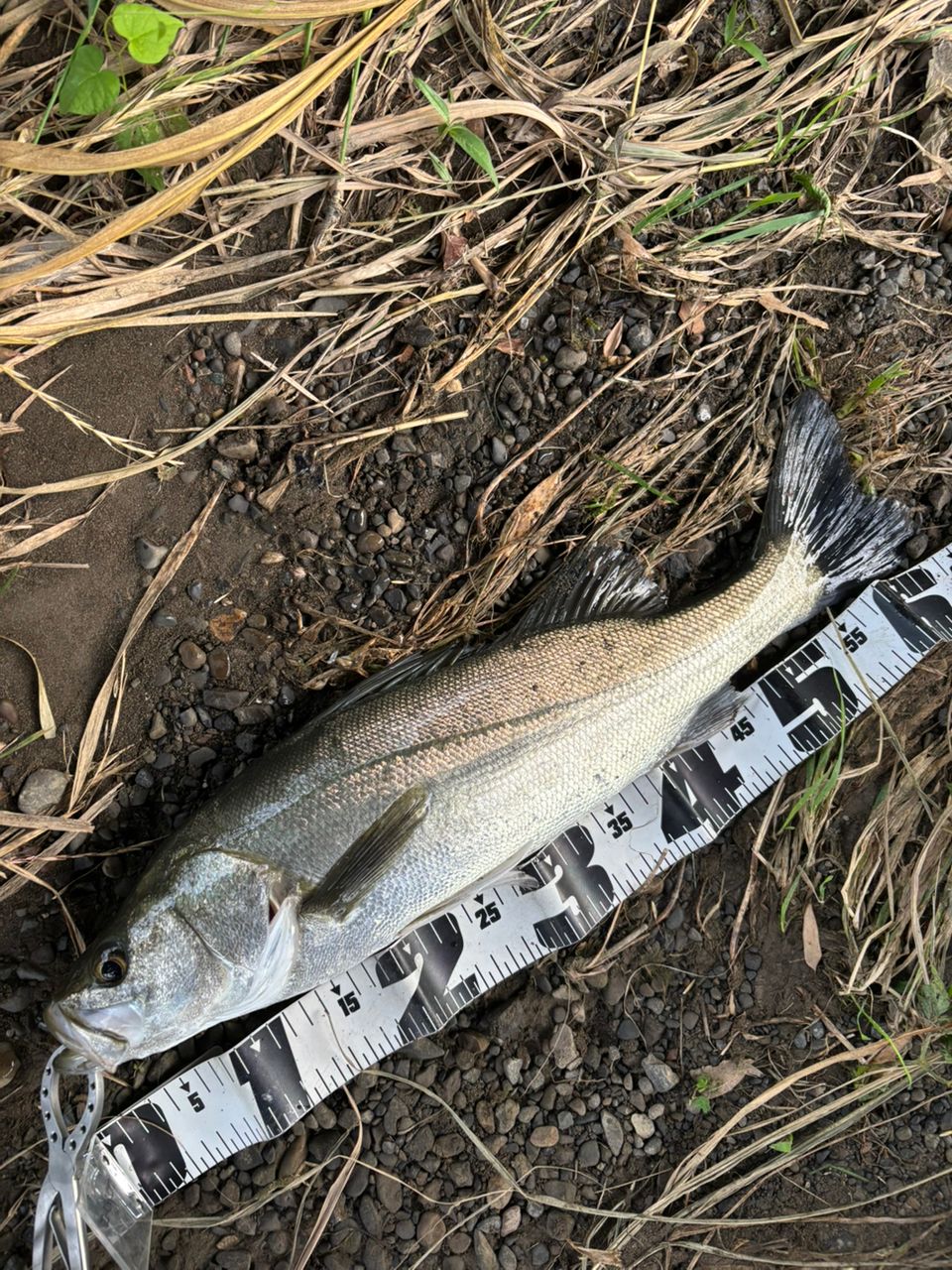 SHIMANO 23ディアルーナ S76MLの最安値・インプレ・釣果 | 本音の