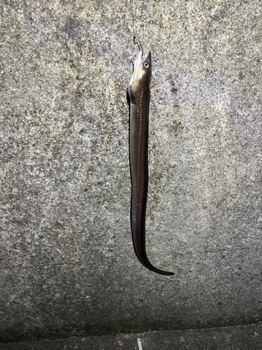 アナゴの釣果
