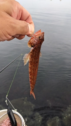エソの釣果