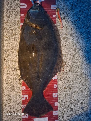 ヒラメの釣果