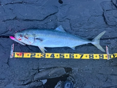 ブリの釣果