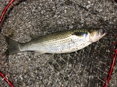 ボラの釣果