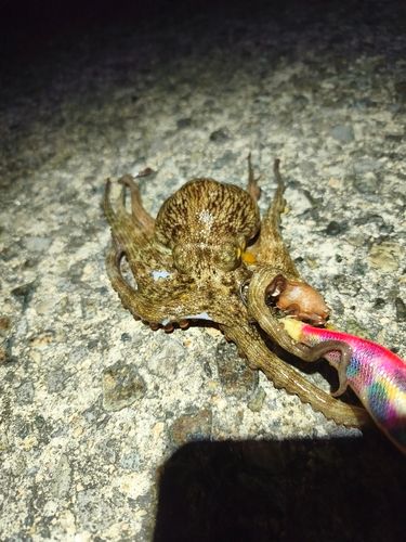 タコの釣果