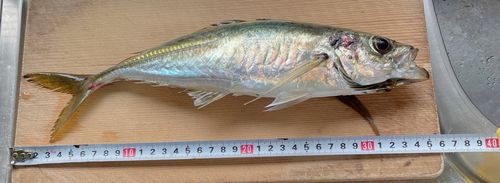 アジの釣果