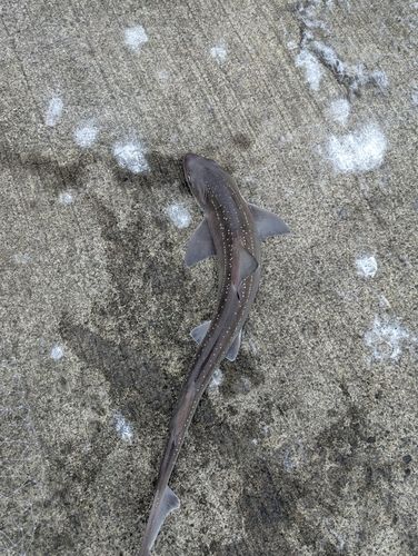 ホシザメの釣果