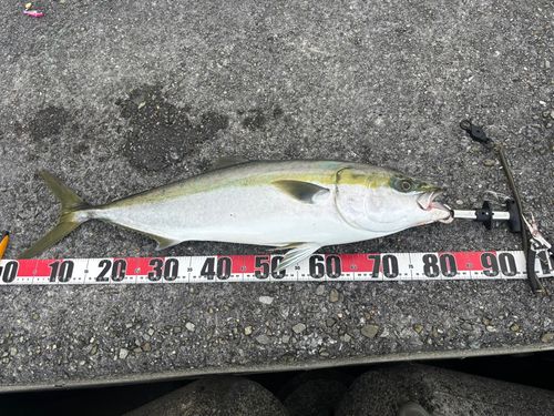ブリの釣果