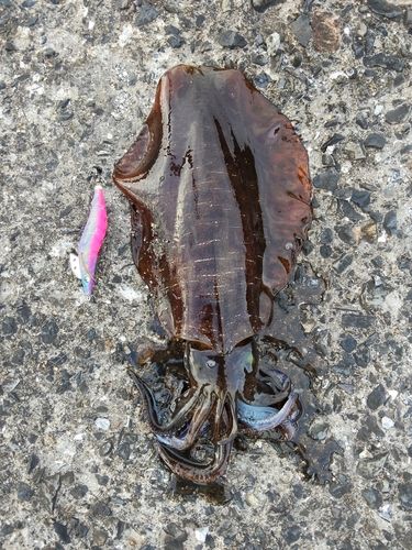アオリイカの釣果