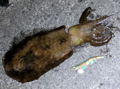 アオリイカの釣果