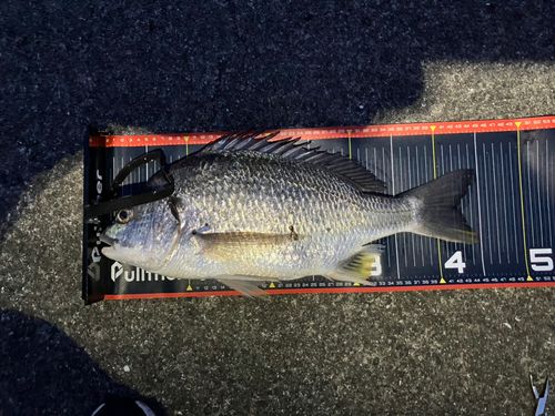 キビレの釣果