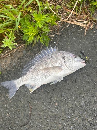 キチヌの釣果