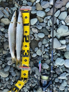 カマスの釣果