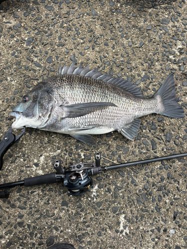 チヌの釣果