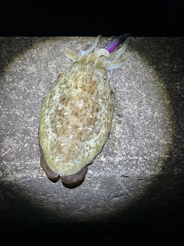 モンゴウイカの釣果