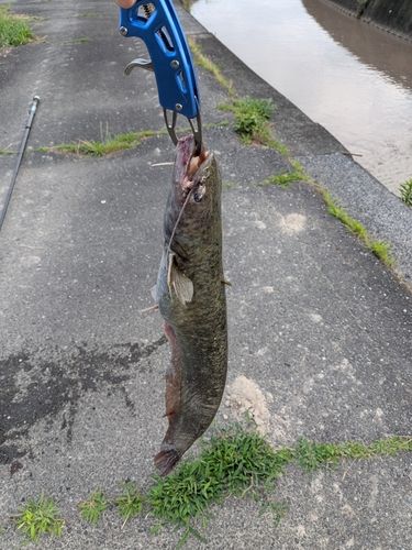 ニホンナマズの釣果