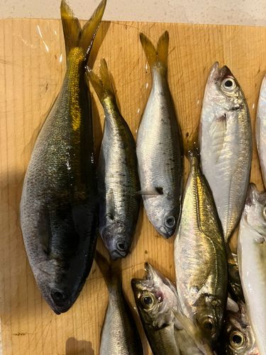 タカベの釣果